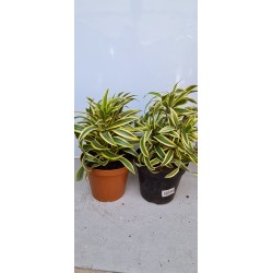 DRACAENA PLEOMELE