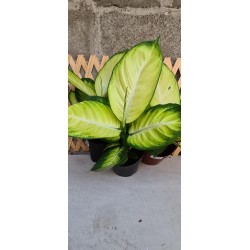 Dieffembachia Camila