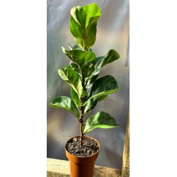 FICUS LYRATA