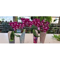 Phalaenopsis PEQUE