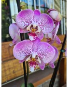 Flores